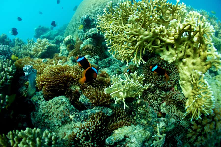 Airlie Beach: Whitsunday Islands Sailing, SUP & Snorkel Tour - Snorkelling near Hook Island