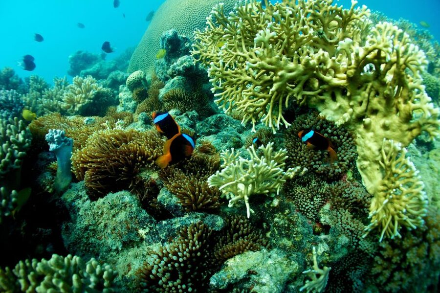 Airlie Beach: Whitsunday Islands Sailing, SUP & Snorkel Tour - Langford Island and its uninhabited sand cay
