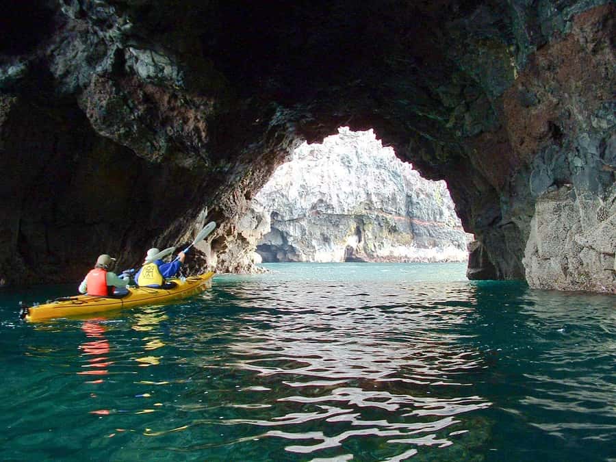 Akaroa: 4WD Safari and Guided Sea-Kayaking Experience - Wildlife at close range, but on nature’s schedule