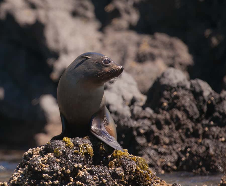 Akaroa: 4WD Safari and Guided Sea-Kayaking Experience - How weather changes the experience