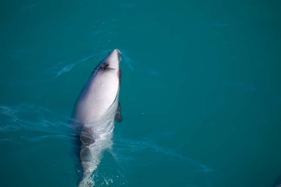 Akaroa: 4WD Safari and Guided Sea-Kayaking Experience - Morning or afternoon departure?