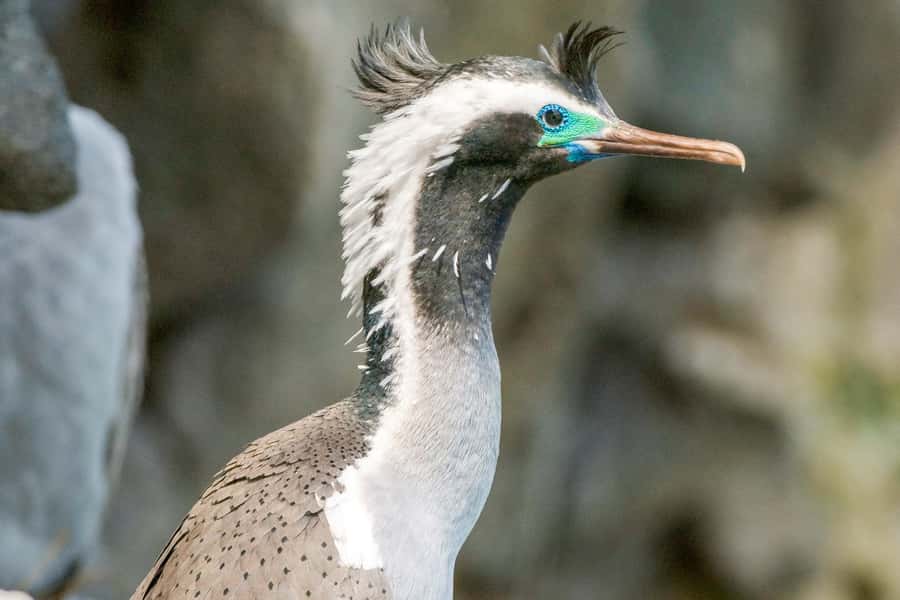 Akaroa: 4WD Safari and Guided Sea-Kayaking Experience - Pōhatu Flea Bay and its conservation work