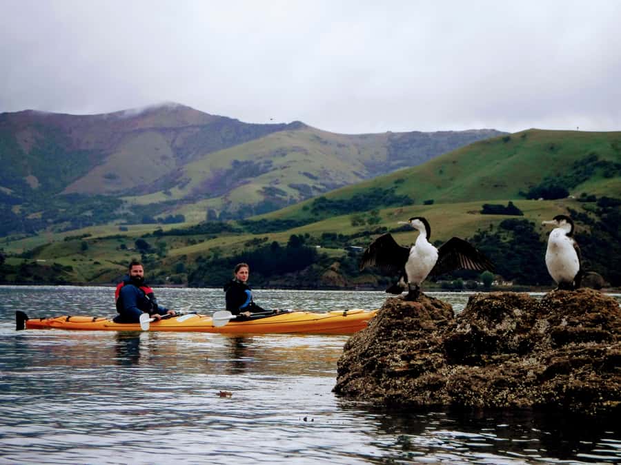 Akaroa: Akaroa Marine Reserve Sea Kayaking Tour - Key points to know before you book