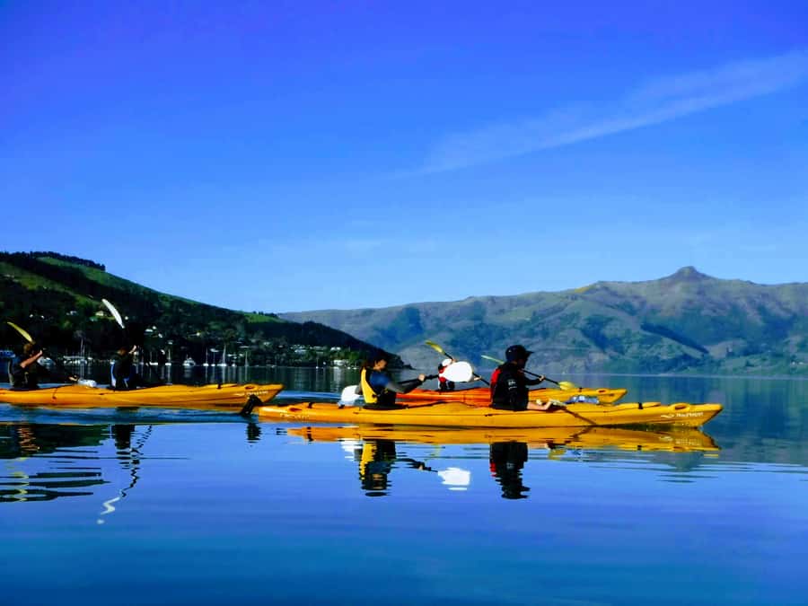 Akaroa: Akaroa Marine Reserve Sea Kayaking Tour - Who will enjoy this Akaroa kayak trip