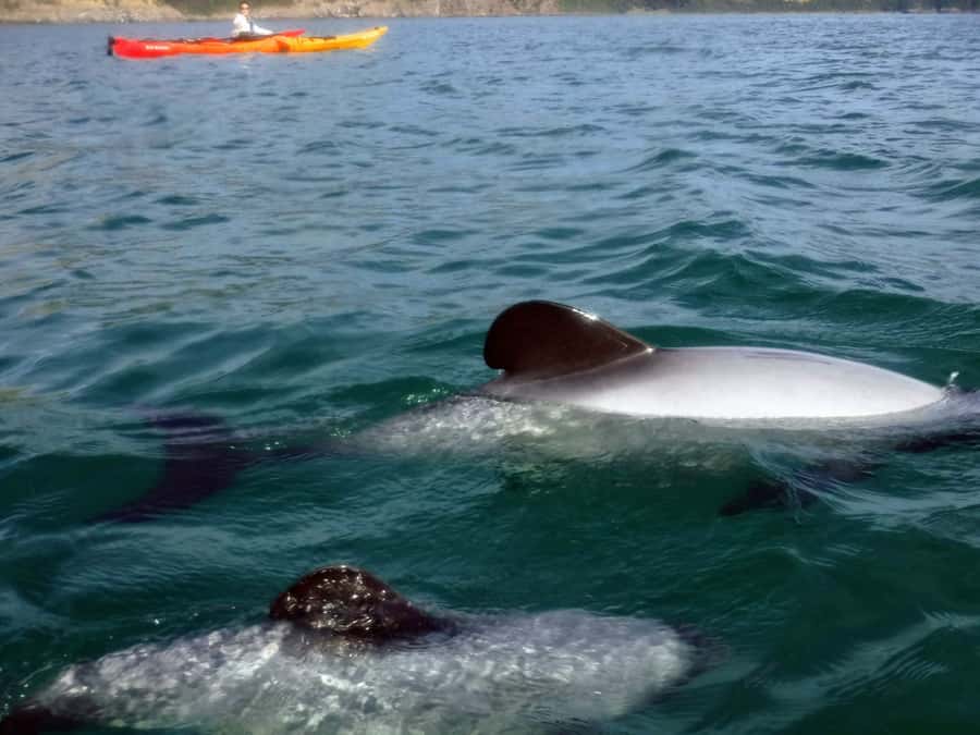 Akaroa: Akaroa Marine Reserve Sea Kayaking Tour - Wildlife watching from a quiet kayak