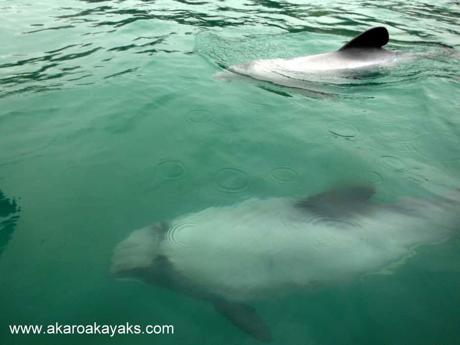 Akaroa: Guided Sunrise Sea Kayaking Tour - The scenery, pace, and physical effort