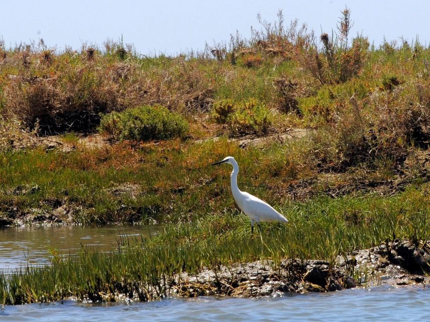 Algarve: 2-Hour Ria Formosa Kayak Tour from Faro - Starting at Faro Marina