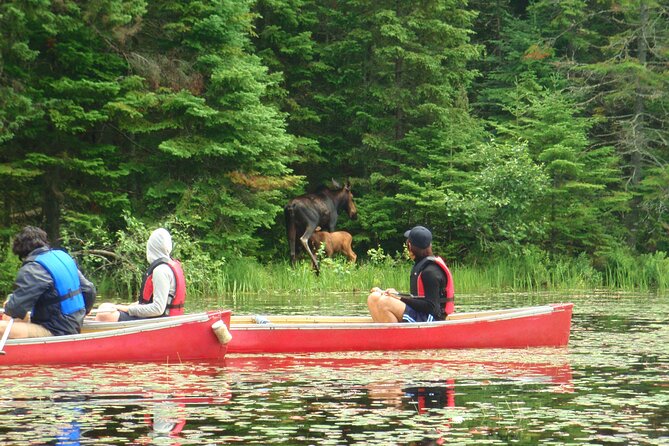 Algonquin Park 3-Day Deluxe Camping & Canoeing Adventure - Campfire skills, astronomy, and a first-night meal