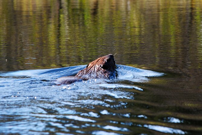 Algonquin Park 4-Day Deluxe Camping & Canoeing Adventure - Four days in Algonquin, with camp already waiting