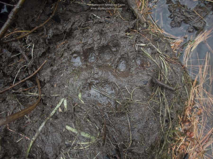 Algonquin Park: Canoe Camping Safari - Wet feet, wind, and the real work of canoe camping