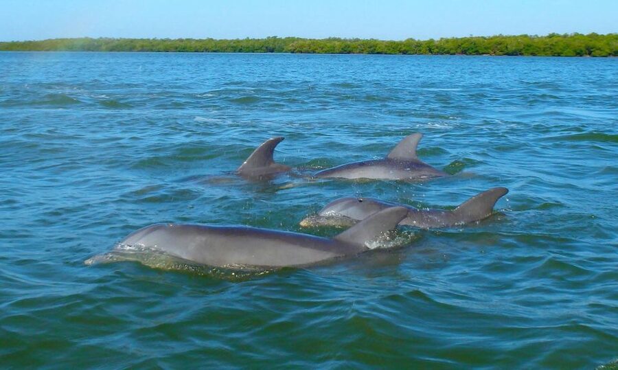Anna Maria Island and Bradenton: Sunset Kayak Dolphin Tour - Why this sunset kayak tour works