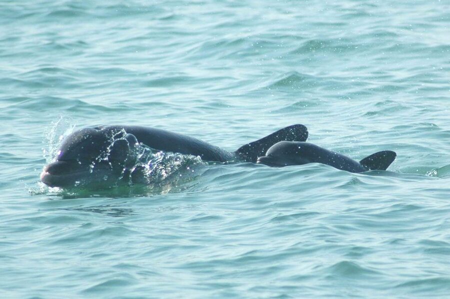 Anna Maria Island and Bradenton: Sunset Kayak Dolphin Tour - Searching for dolphins without chasing them