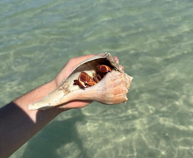 Anna Maria Island: The Island Kayak Tour - Who should book this experience?