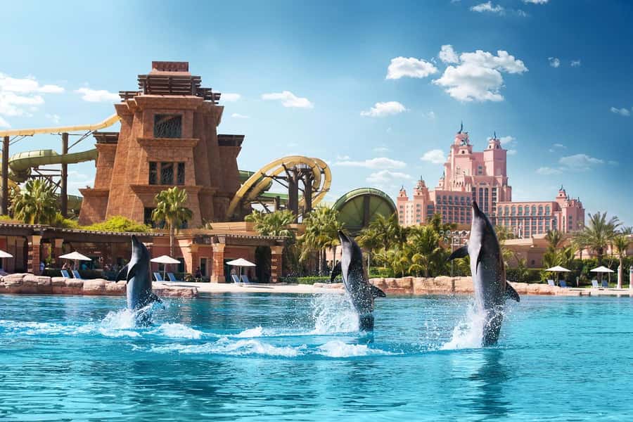 Aquaventure World: Dolphin Paddle and Waterpark Day Pass - The 20-minute dolphin session