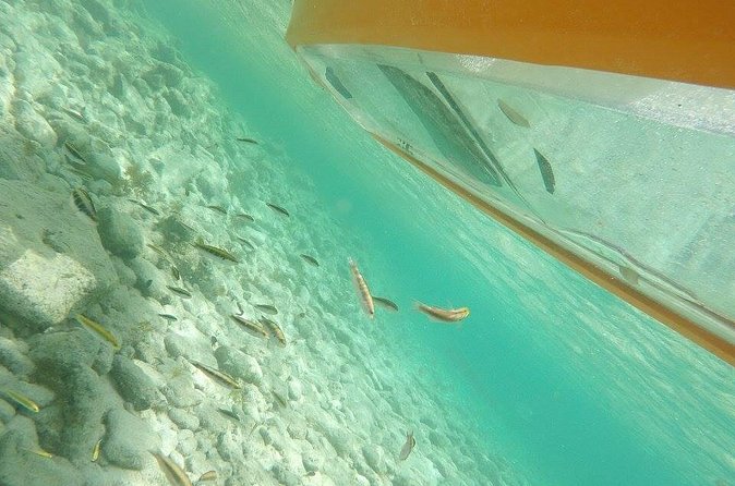 Aruba Glass Bottom Kayak Tour through the Mangrove Forest - Returning to Mangel Halto Beach