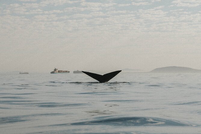 Atlantic Outlook Kayak Tour Cape Town - Lions Head, Signal Hill, and the open-water view