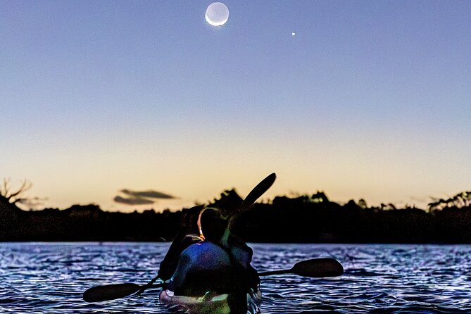 Auckland Bioluminescence Kayak Tour - Auckland’s glowing water after dark