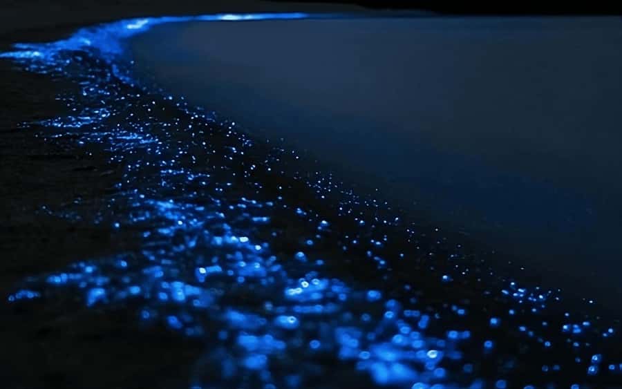 Auckland: Bioluminescence Kayak Tour with Guide - What the Auckland night paddle is really like