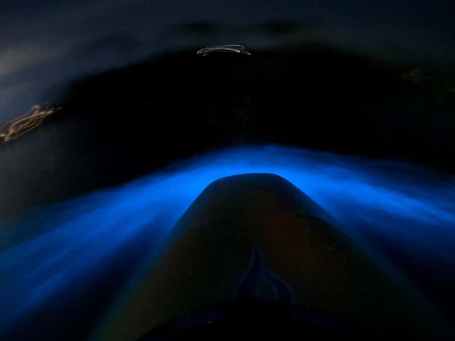 Auckland: Bioluminescence Kayak Tour with Guide - What to pack for a warmer finish