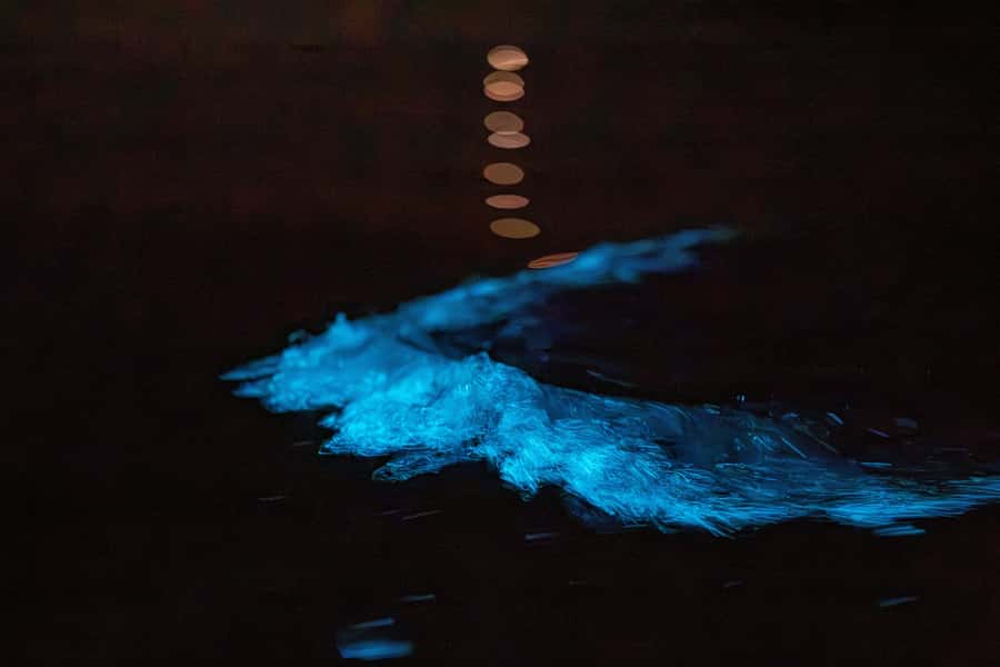 Auckland: Night Kayak Tour in Glowing Bioluminescent Waters - Key points to know before you paddle