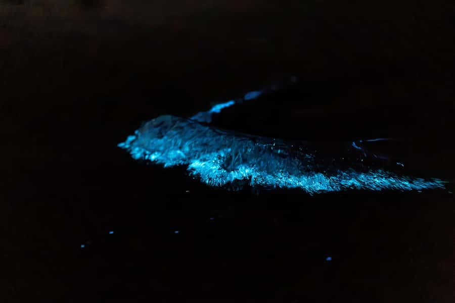 Auckland: Night Kayak Tour in Glowing Bioluminescent Waters - The glow in the water