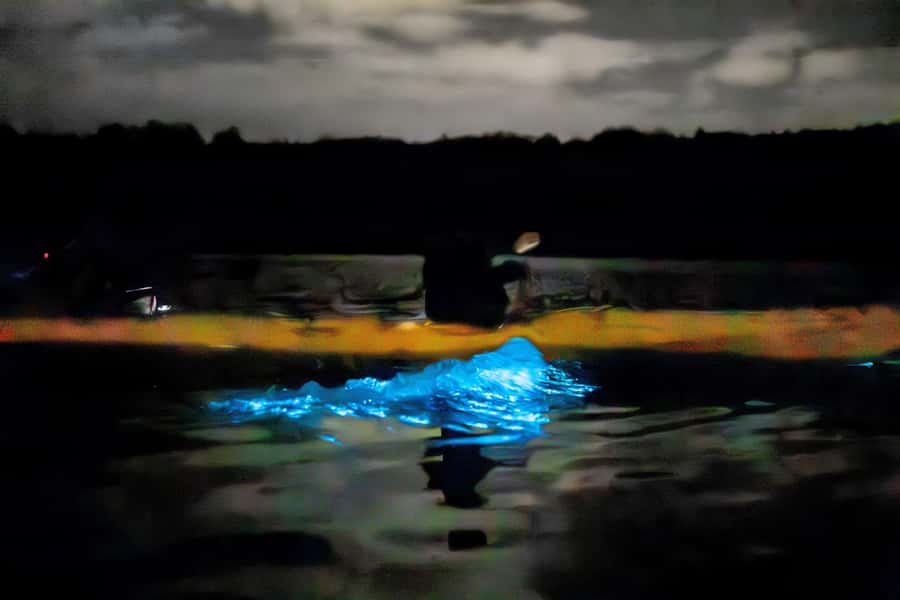 Auckland: Night Kayak Tour in Glowing Bioluminescent Waters - Practical booking advice