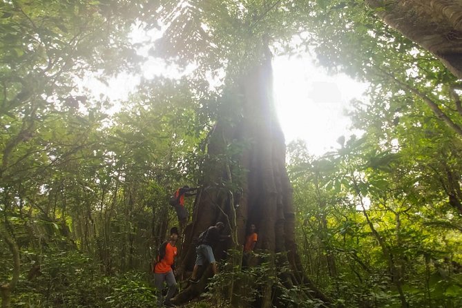 Bali Jungle Trekking and Lake Canoeing Tour - Banyumala Waterfall and a cold-water reward
