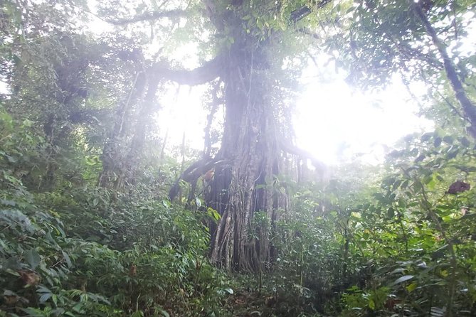 Bali Jungle Trekking and Lake Canoeing Tour - The local meal and coffee experience