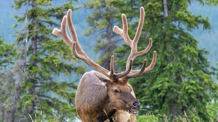 Banff/Canmore Moraine Lake & Lake Louise-Hike/Canoe/Sightsee - The guides shape the day
