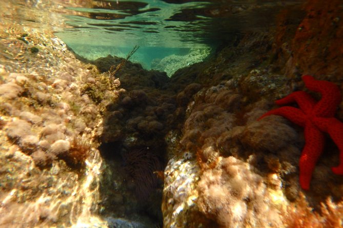 Barcelona Costa Brava Kayak, Snorkel & Cliff Jump Day Tour - The physical effort and the main risk