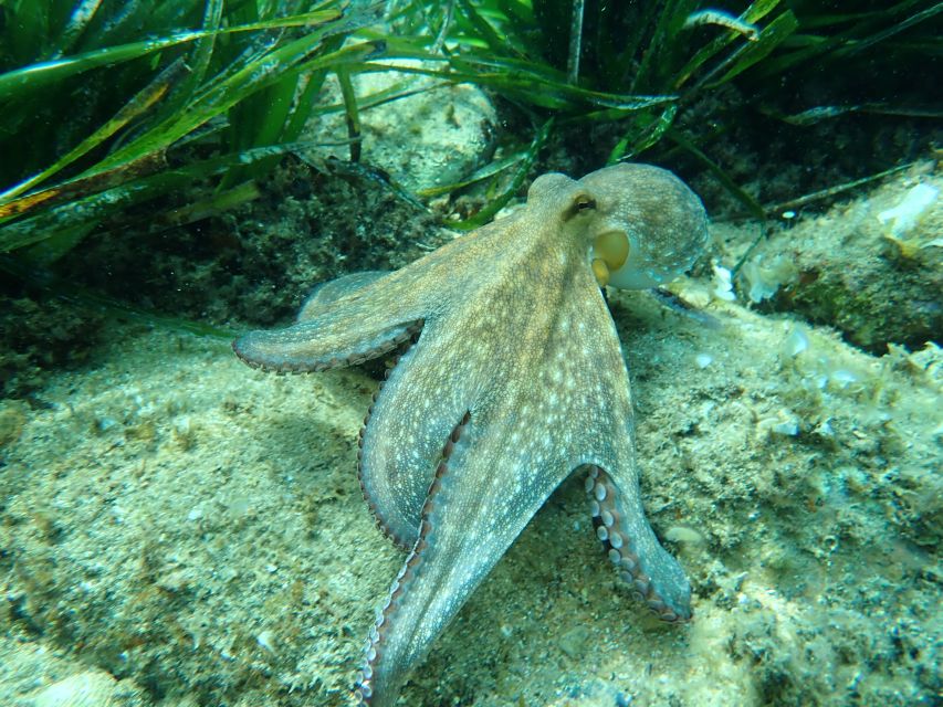 Barcelona: Costa Brava Kayak, Snorkel & Cliff Jump & Lunch - Lunch at Platja de Sant Pol
