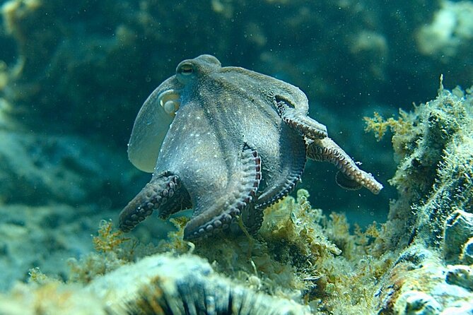 Barcelona Wild Experience: Kayak and Snorkel in Costa Brava - The private drive to the coast