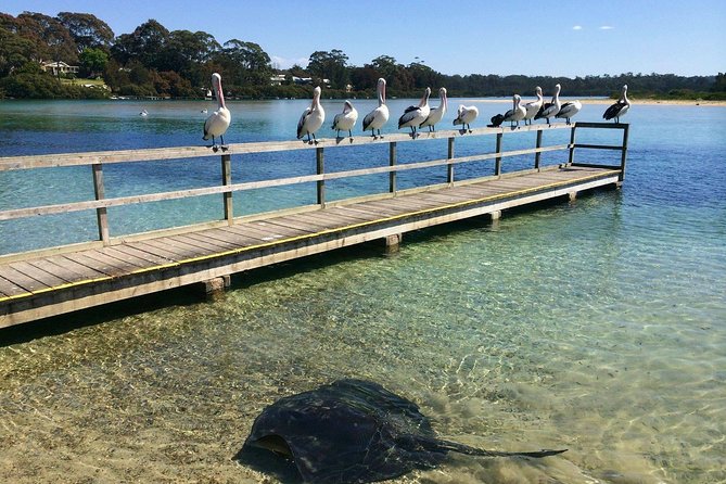 Batemans Bay Oyster Tasting Kayak Tour - What the guide adds to the experience