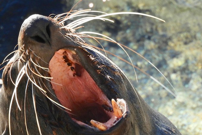 Batemans Bay Oyster Tasting Kayak Tour - Is $99.70 good value?