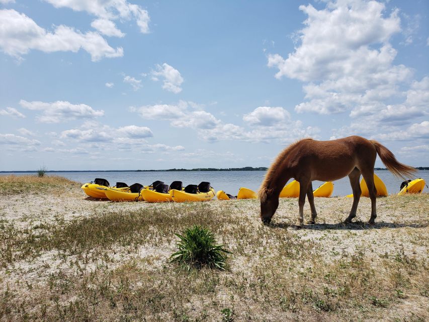 Berlin: Assateague Island Wildlife Discovery Kayak Tour - Why Assateague is best seen from a kayak