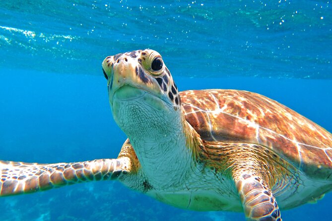 Best of Mangrove Lagoon Kayak, Hike and Snorkel Adventure with Picnic Lunch - Snorkeling for starfish, conch, and reef life