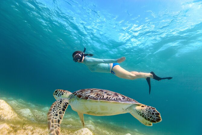 Best of Mangrove Lagoon Kayak, Hike and Snorkel Adventure with Picnic Lunch - Starting at Virgin Islands Ecotours in Estate Nadir