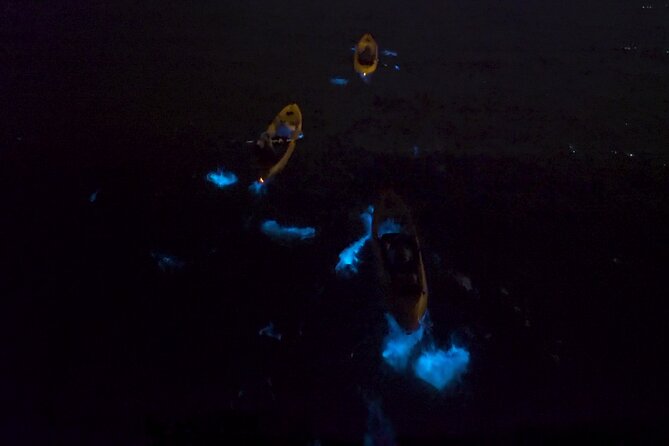 Bioluminescence Kayak Tour - What does the tour offer for the money?