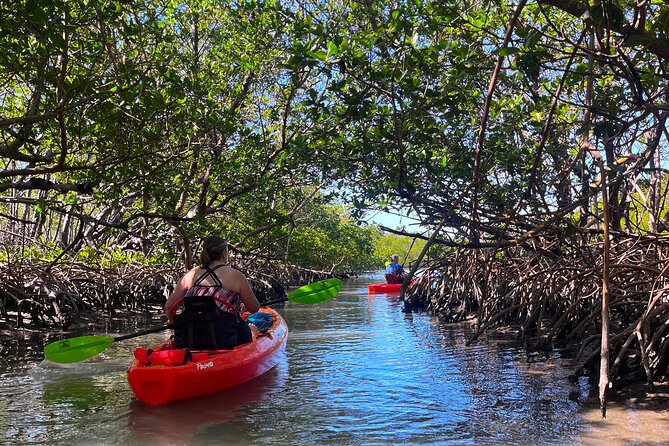 Bonita Springs Eco Kayak Tour – Best Gear, Premium&Clear Kayaks - Quick facts about the Bonita Springs paddle