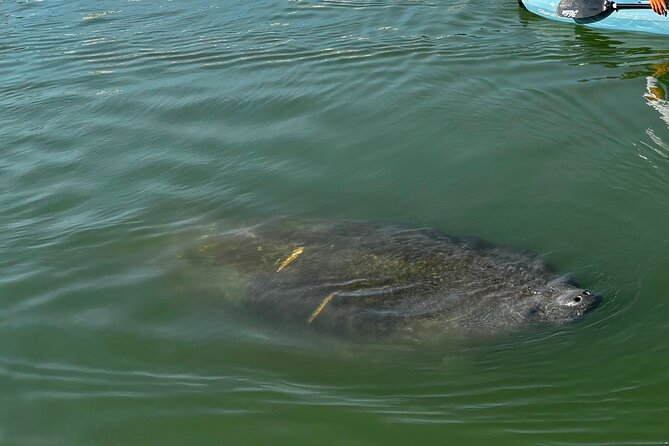 Bonita Springs Eco Kayak Tour – Best Gear, Premium&Clear Kayaks - Starting beside the road in Bonita Springs