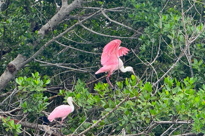 Bonita Springs Eco Kayak Tour – Best Gear, Premium&Clear Kayaks - Open inlets, birds, and coastal wildlife