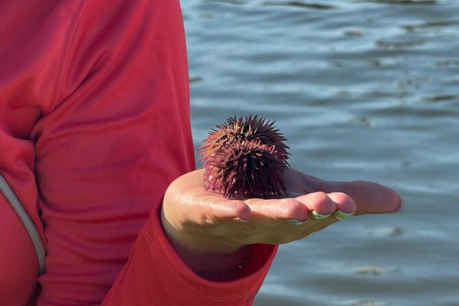 Bonita Springs Eco Kayak Tour – Best Gear, Premium&Clear Kayaks - The beach and sandbar stop