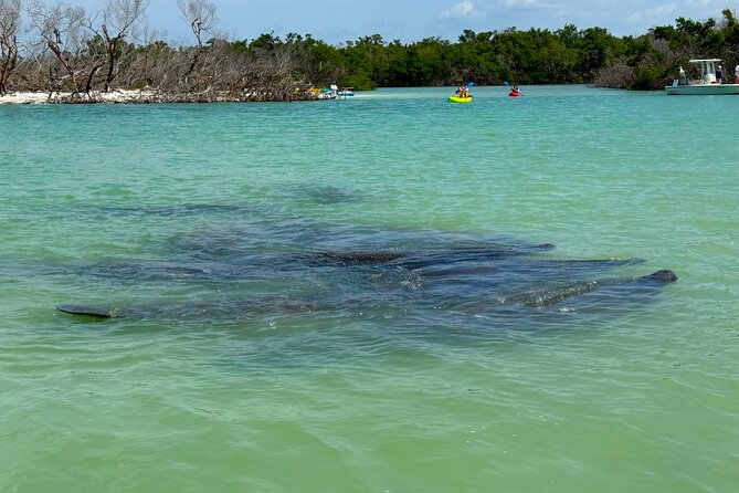 Bonita Springs Eco Kayak Tour – Best Gear, Premium&Clear Kayaks - Guides who shape the experience
