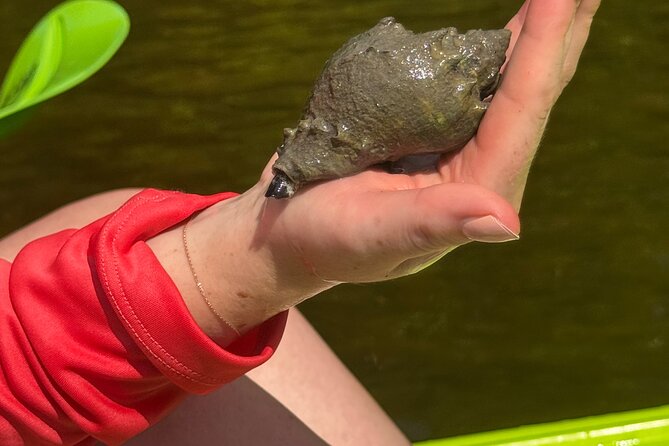 Bonita Springs Eco Kayak Tour – Best Gear, Premium&Clear Kayaks - How to plan your morning or afternoon
