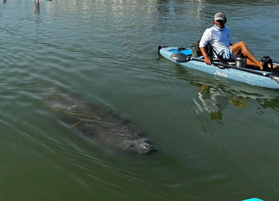 Bonita Springs: Kayak Tour with Manatees, Dolphins Sightings - Key points before you book