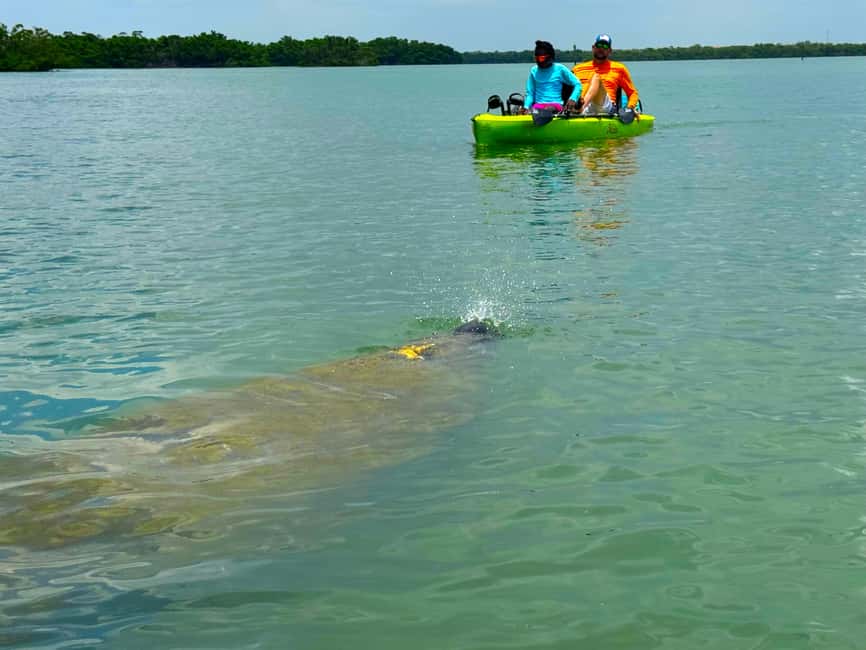 Bonita Springs: Kayak Tour with Manatees, Dolphins Sightings - Why the pedal kayak changes the outing