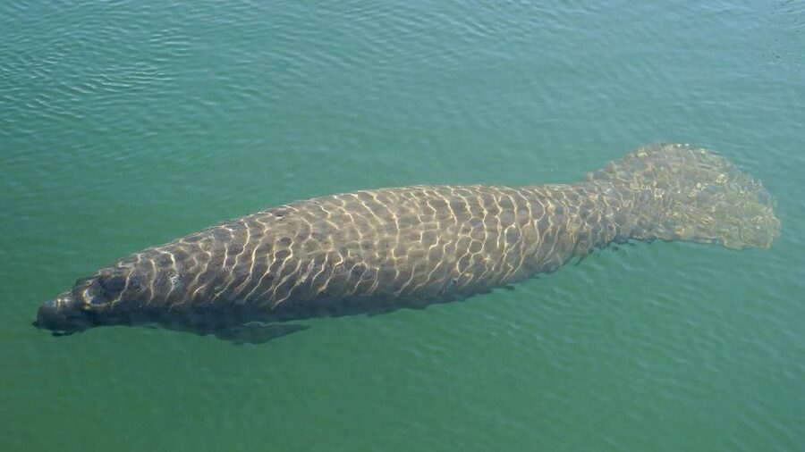 Bradenton: Anna Maria Island Guided Kayaking Manatee Tour - Key points to know