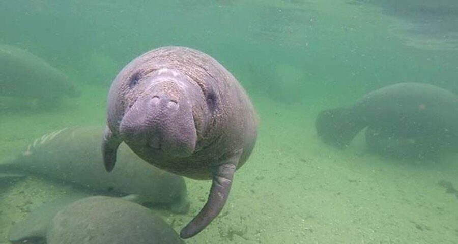 Bradenton: Anna Maria Island Guided Kayaking Manatee Tour - Why this Bradenton kayaking trip is worth your time