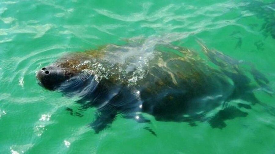 Bradenton: Anna Maria Island Guided Kayaking Manatee Tour - Following the route around Anna Maria Island and Bradenton