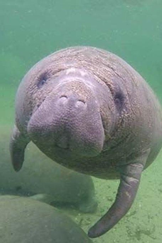 Bradenton: Anna Maria Island Guided Kayaking Manatee Tour - The value of the guide and included photos